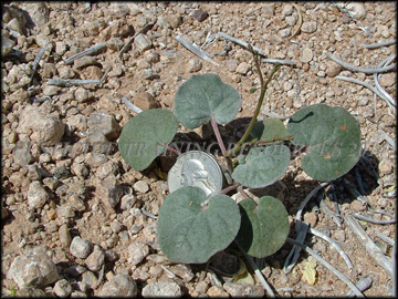Small Plant