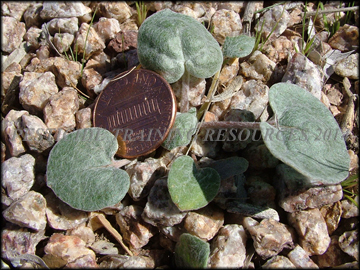 Small Plant