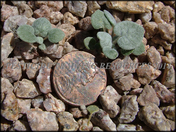Seedlings