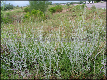 Seed