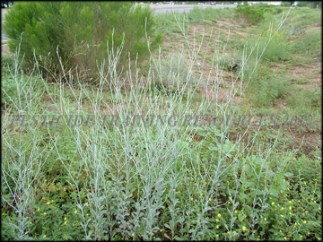 Seedling