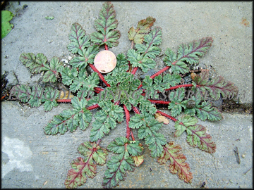 Plant