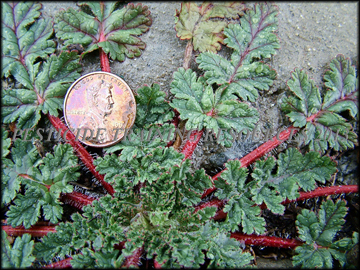 Foliage