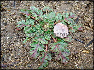 Small Plant