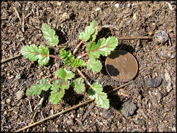 Small Plant