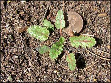 Small Plant