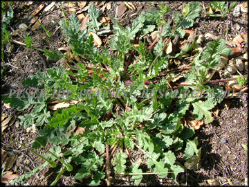 Mature Plant