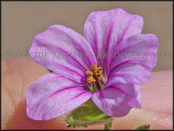 Flower