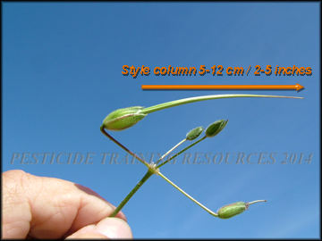 Fruit Stem