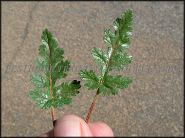 Leaves