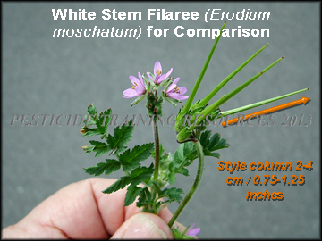 E. moschatum for comparison