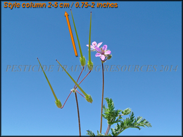 Flowers and Fruit