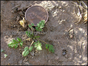 Small Plant