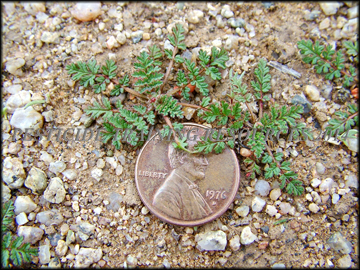 Small Plants