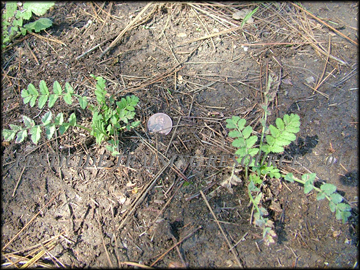 Small Plants