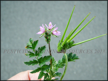 Leaves, Flowers anf Foliage