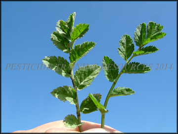 Leaves