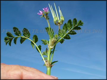 Bottom of Foliage