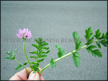 Flowers anf Foliage
