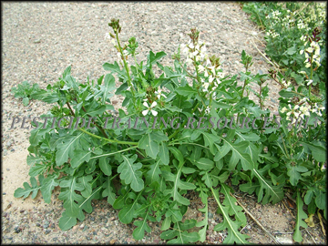 Small Plants