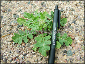Small Plant