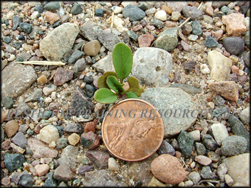 Seedling