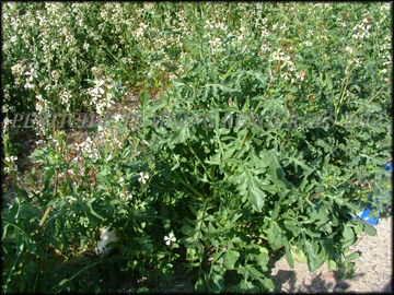 Plants and Foliage
