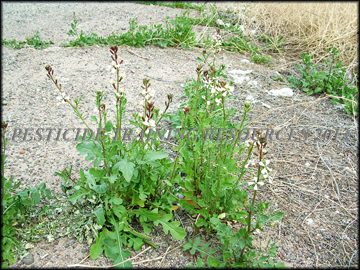 Small Plants
