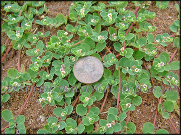 Foliage