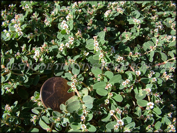 Foliage