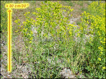 Plants