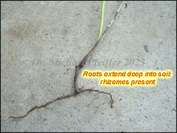 Roots