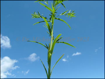 Foliage
