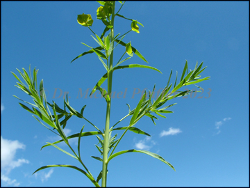 Foliage