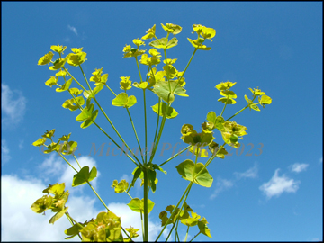 Inflorescence