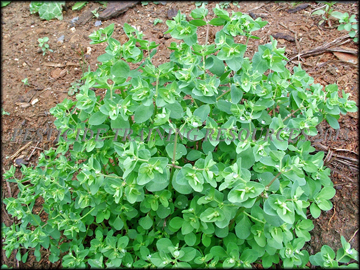 Mature Plants