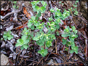 Plants