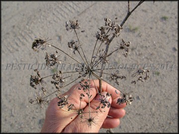Small Plant