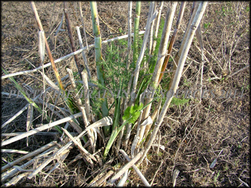 Seedling