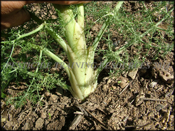 Dry Fruit