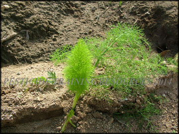 Seed