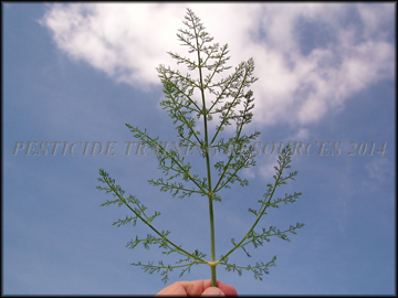 Small Plants