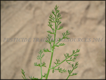 Small Plant