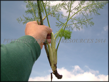 Seedling