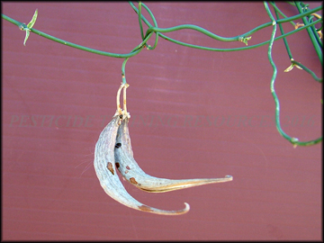Mature Pods