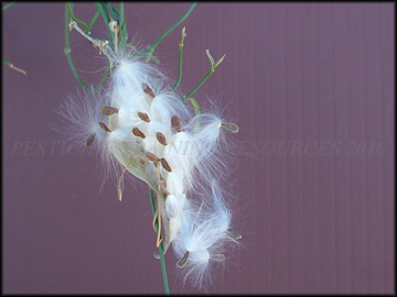 Seed