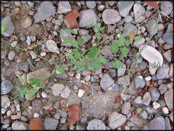 Small Plant