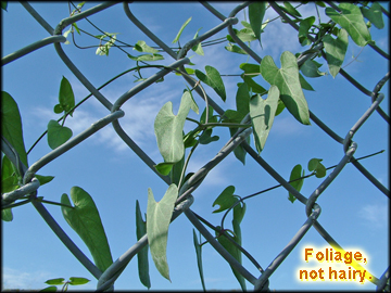 Foliage