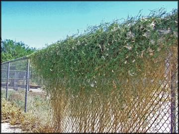 On Fence