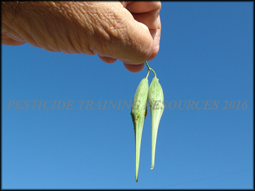 Green Pods
